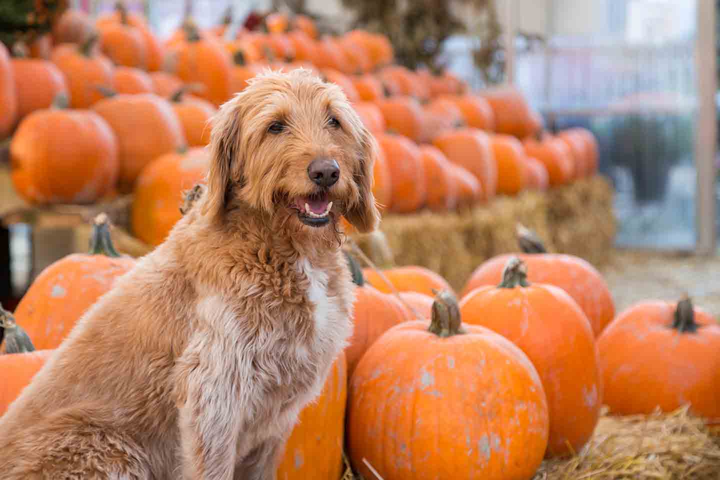 Photo of a dog posing with pumpkins on hay bales