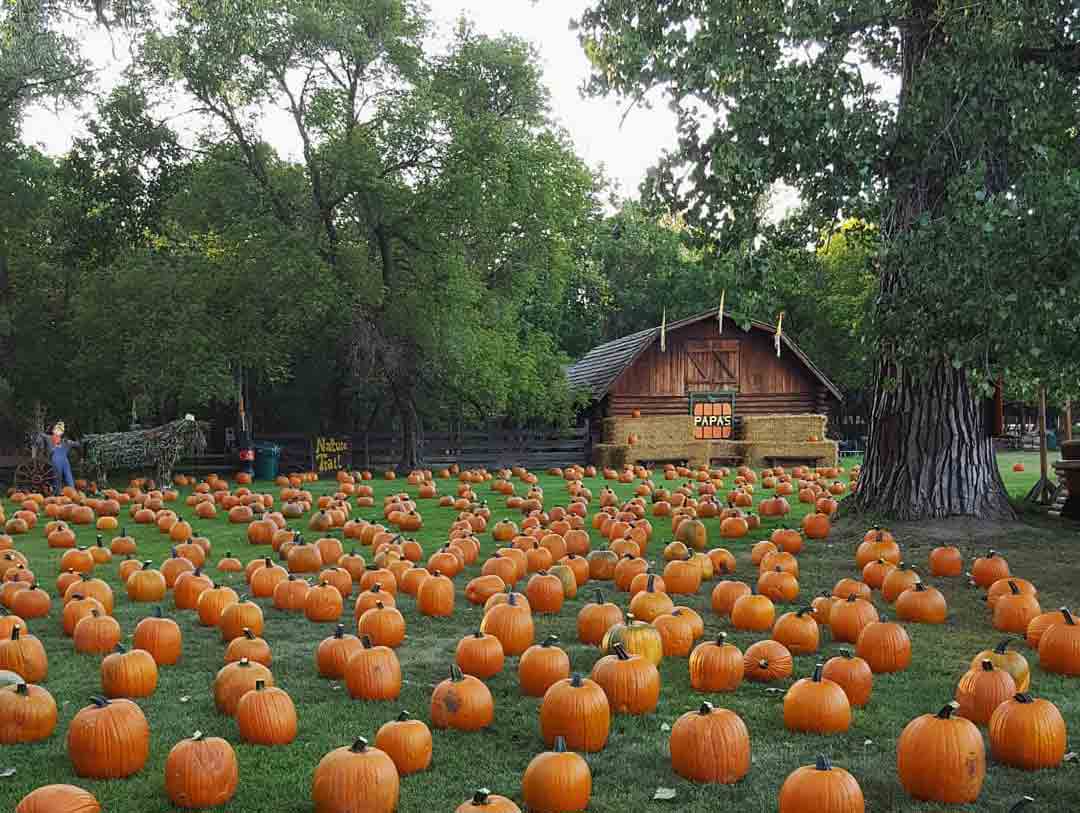 Photo of the pumpkin patch at Papa's Pumpkin Patch