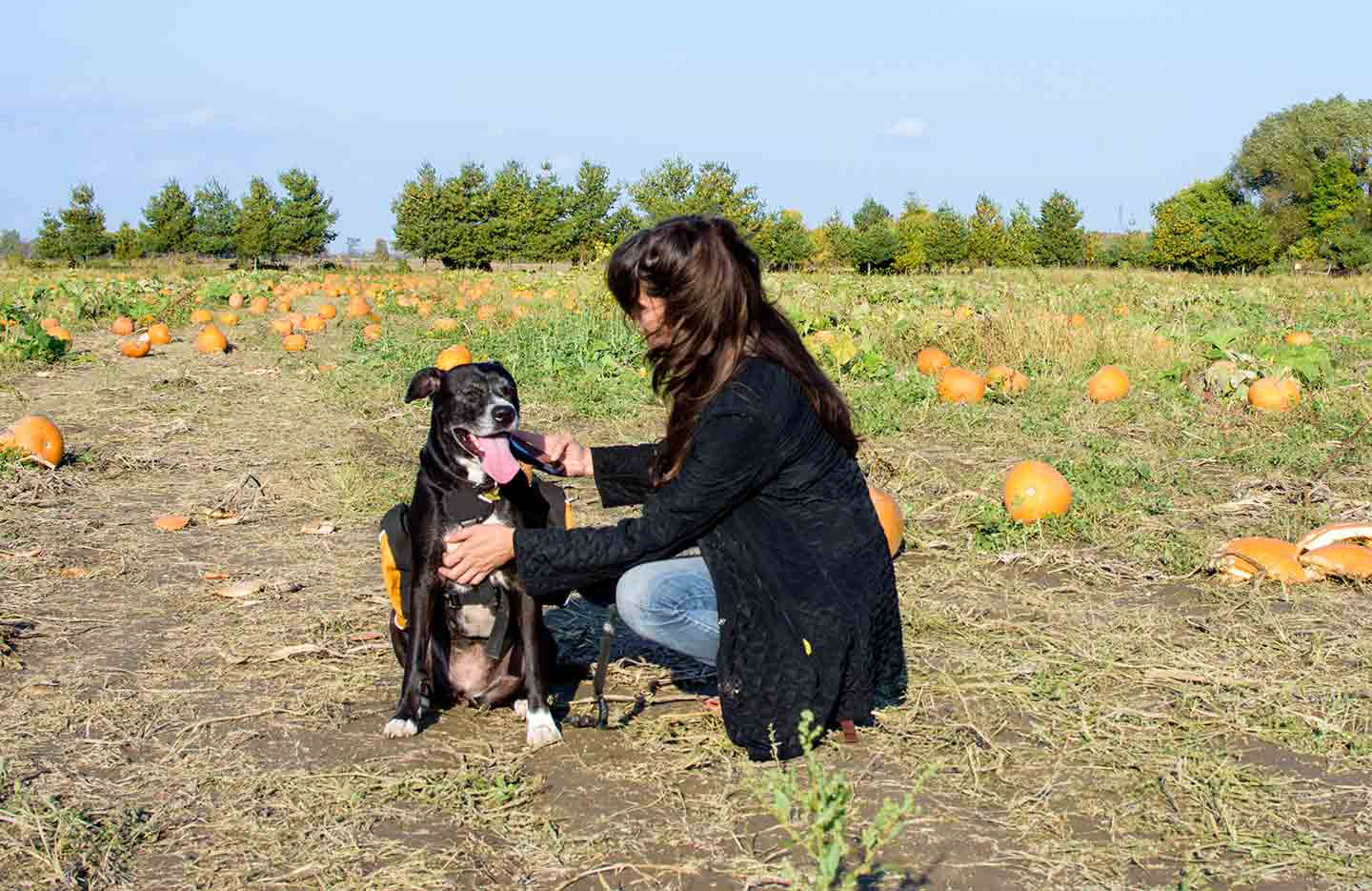 Photo of a woman and her dog in a pumpkin patch