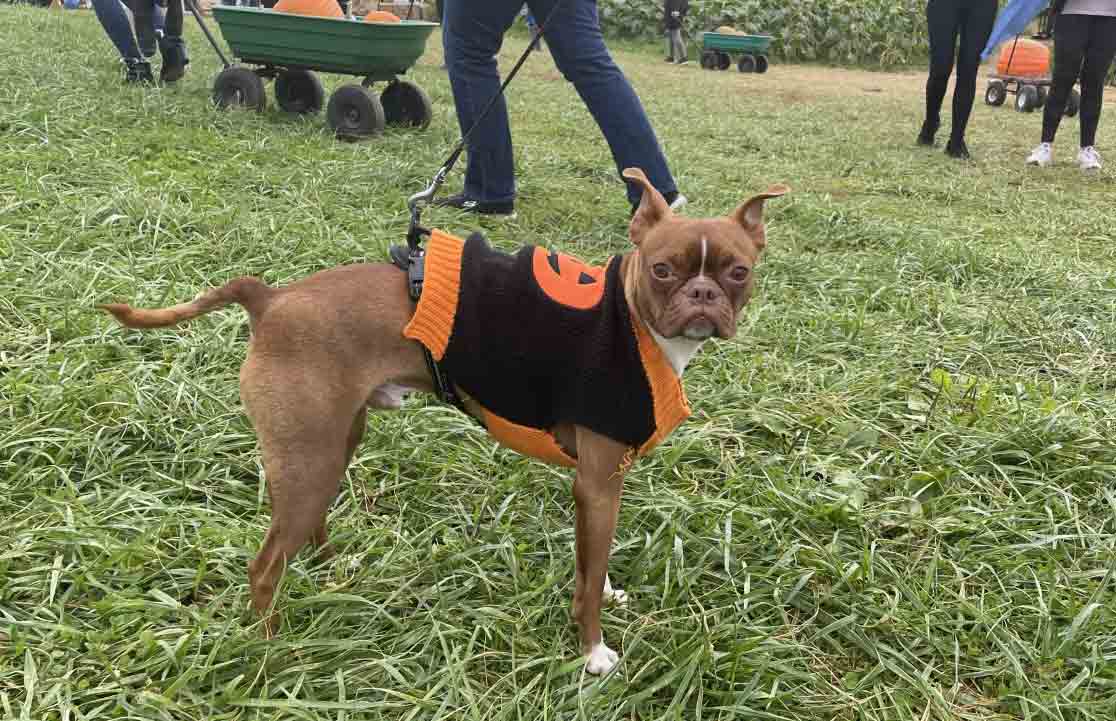 Photo of a dog at Flinchbaugh’s Orchard and Farm Market wearing a sweater with a pumpkin on it