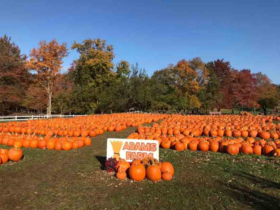 Photo of the pumpkin patch at Adams Farm