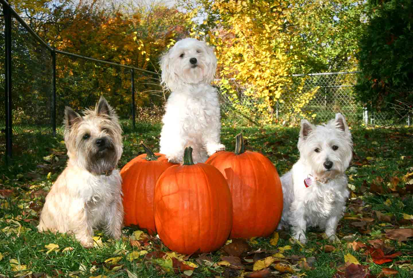 Photo of three dogs standing beside three pumpkins