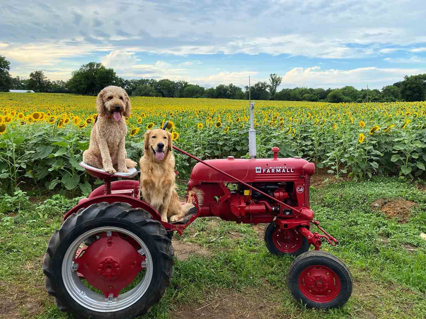 Photo of two digs sitting on a red tractor. A sunflower field is in the background