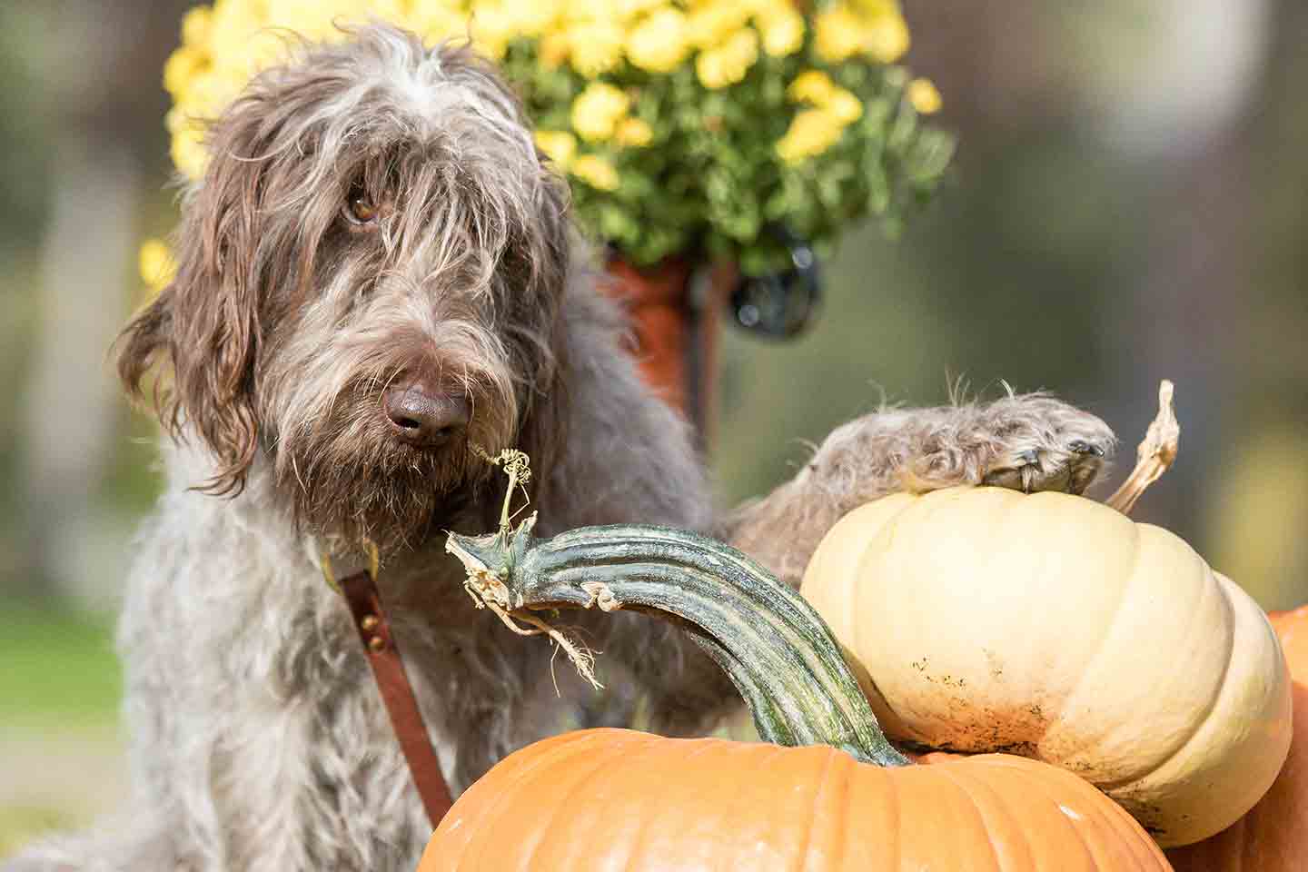 Photo of a shaggy dog standing near pumpkins