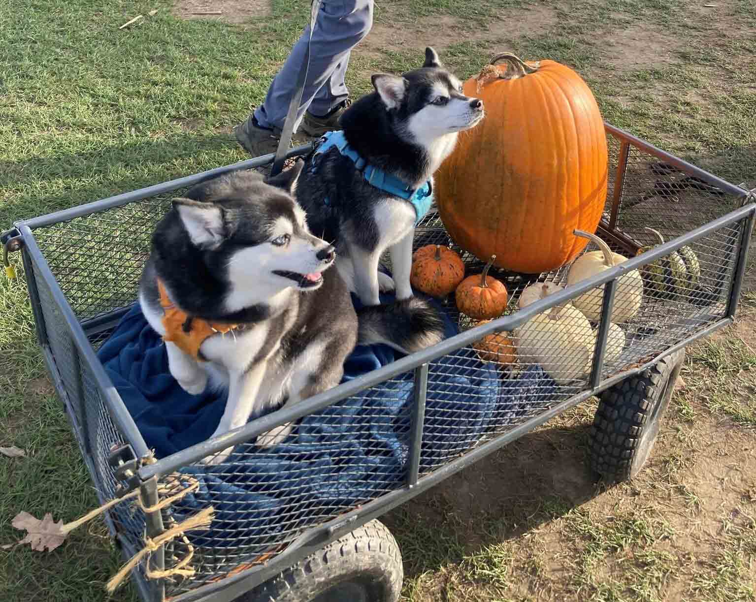 Photo of two dogs and pumpkins in a cart at Whitcomb’s Land of Pumpkins and Corn Maze