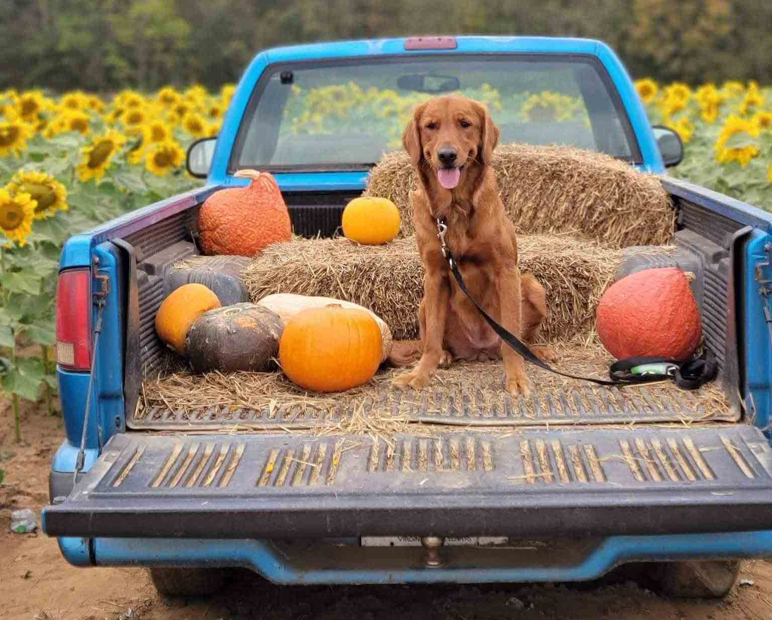 Photo of a dog sitting in the back of a pickup truck surrounded by pumpkins and hay bales. A sunflower patch is in the background