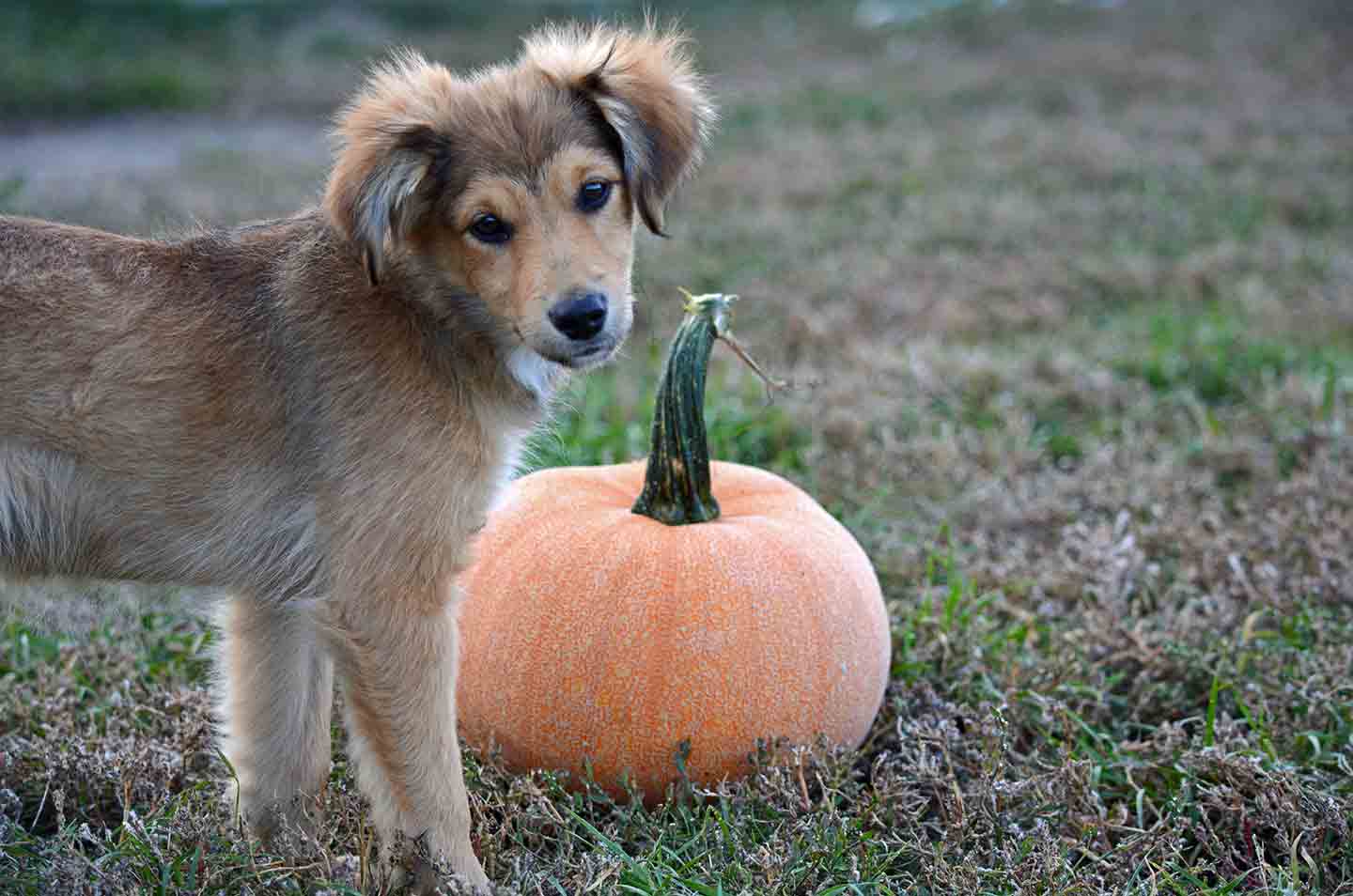 Photo of a puppy standing beside a pumpkin