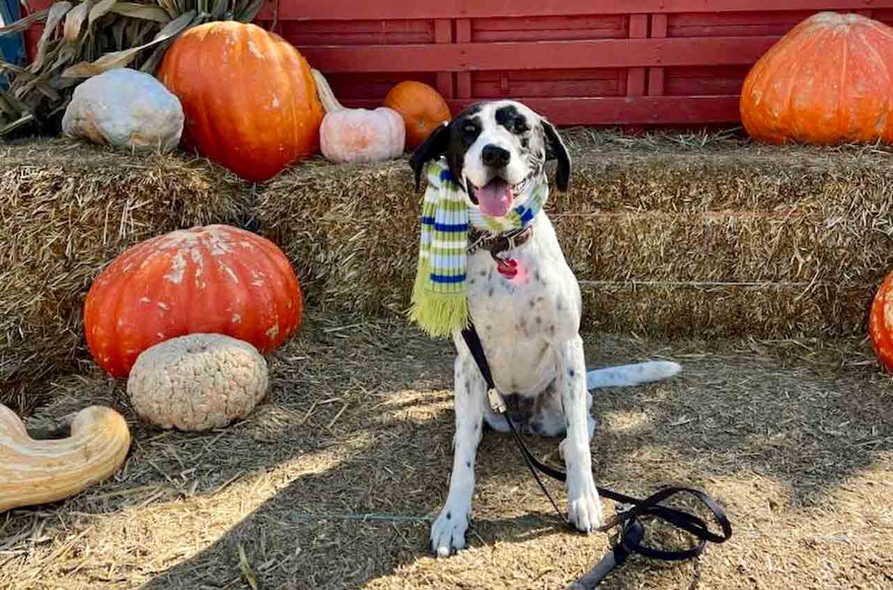 Photo of a dog posing at a pumpkin patch