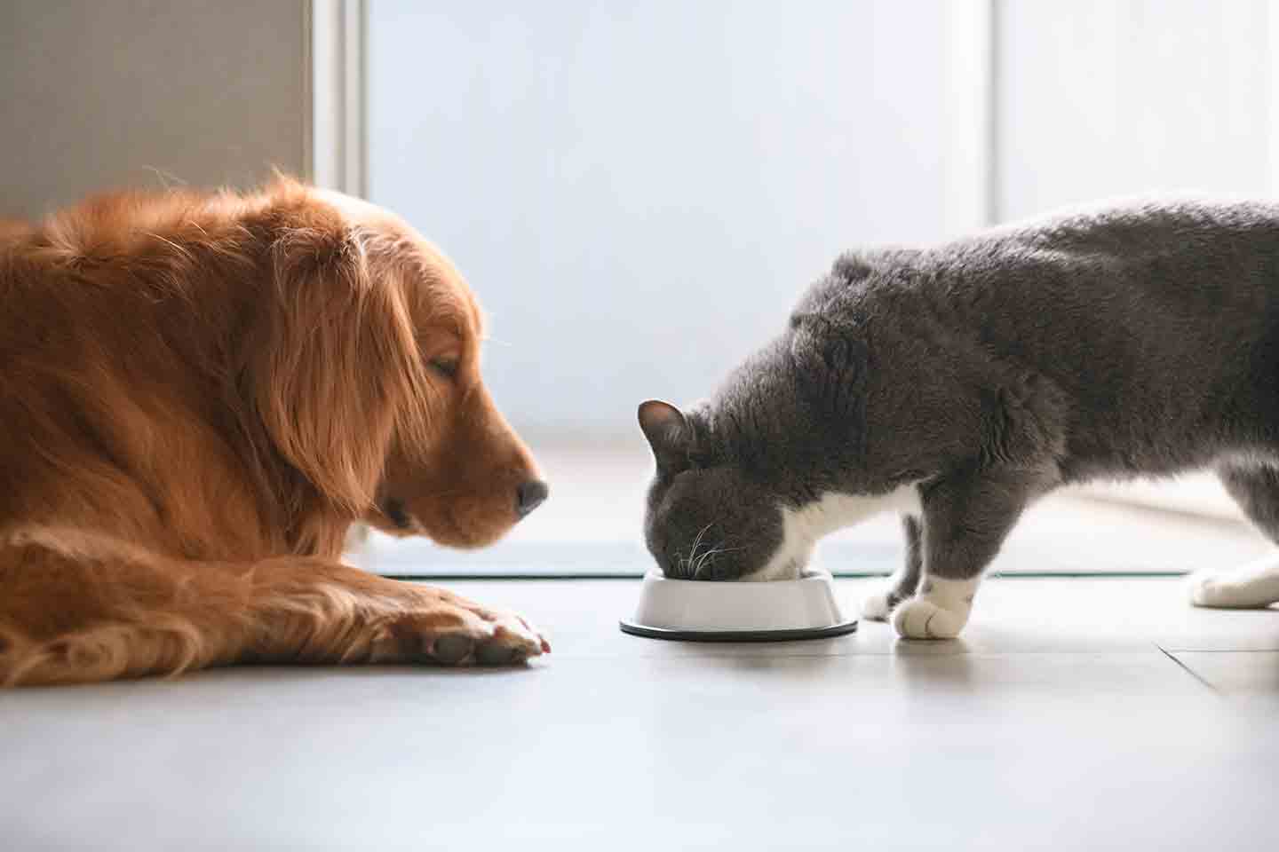 Photo of a dog watching a cat eat from a bowl.