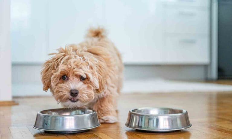 My puppy keeps eating cat food best sale