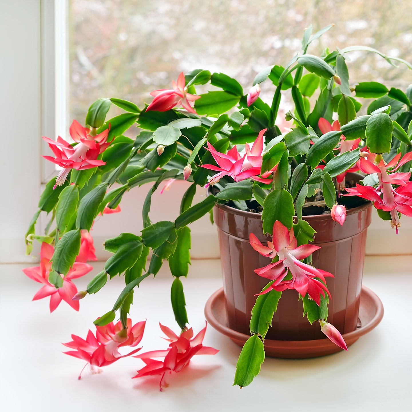 Is christmas cactus hot sale toxic to dogs