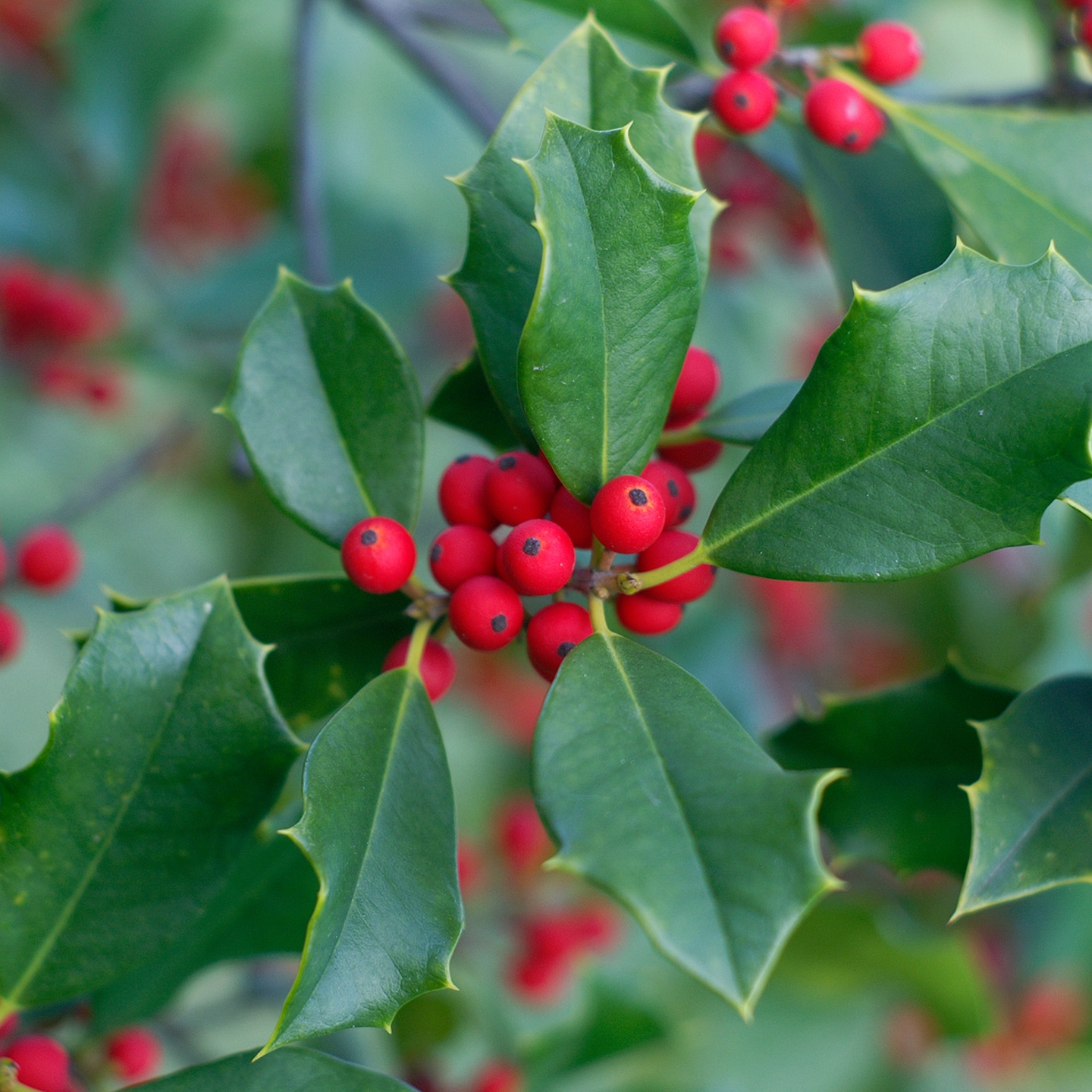 Are Poinsettias Poisonous to Dogs and Cats? | BeChewy