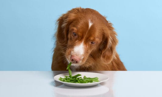 Can Dogs Eat String Beans Yes BeChewy