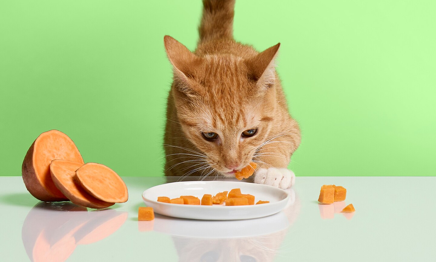 Can Cats Eat Sweet Potatoes Yes BeChewy