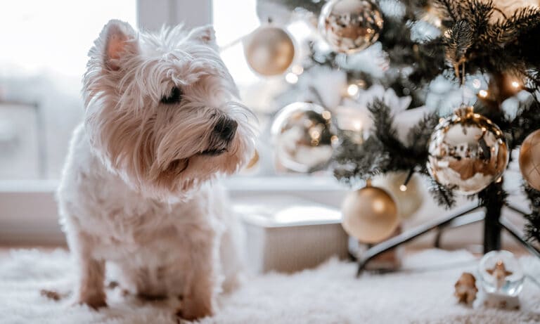 dog-proofing christmas tree: dog looking at ornament christmas tree