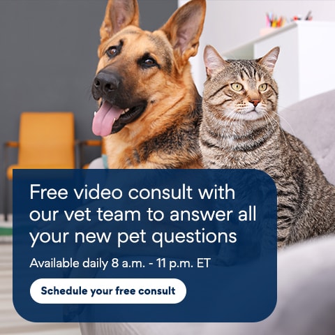 Connect with a Vet