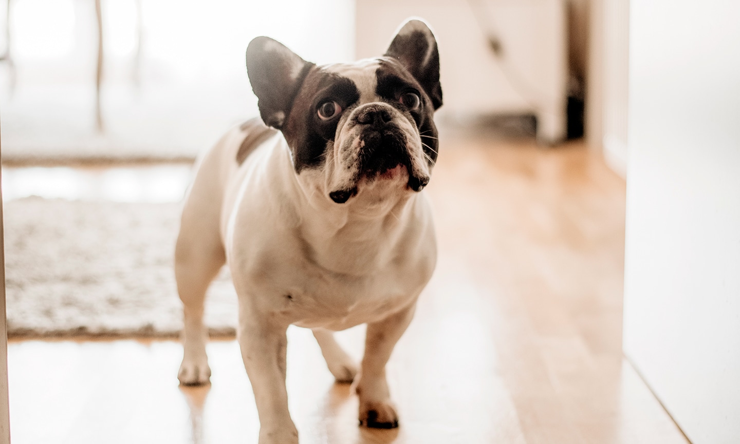 French Bulldog Separation Anxiety: Expert Solutions
