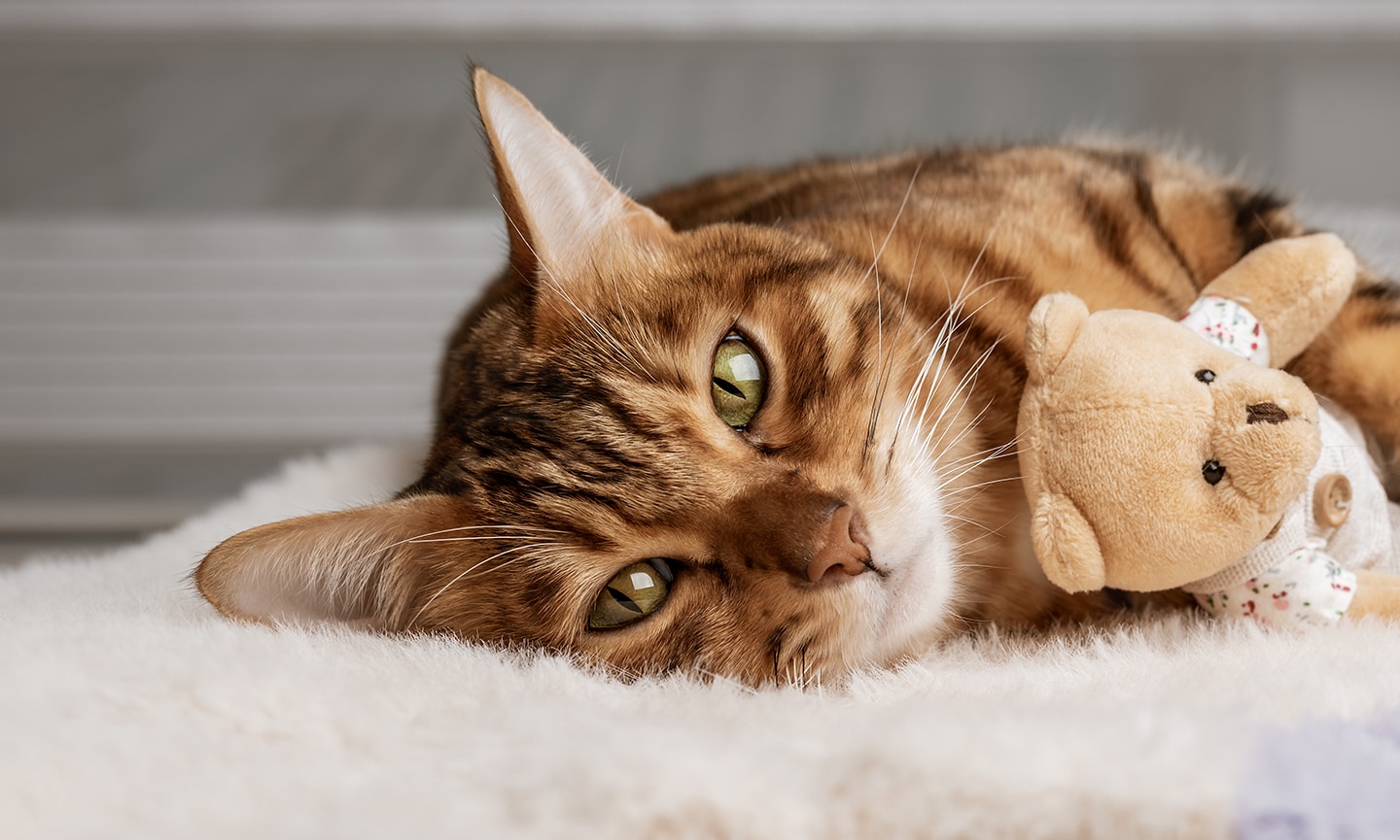 Can Dogs Get a Stomach Virus From Cats?