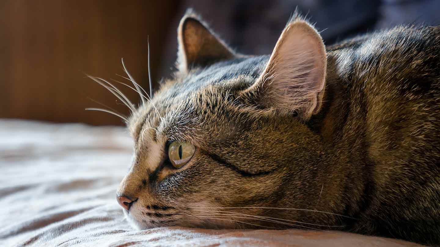 Close-up photo of a brown cat laying down and looking straight ahead