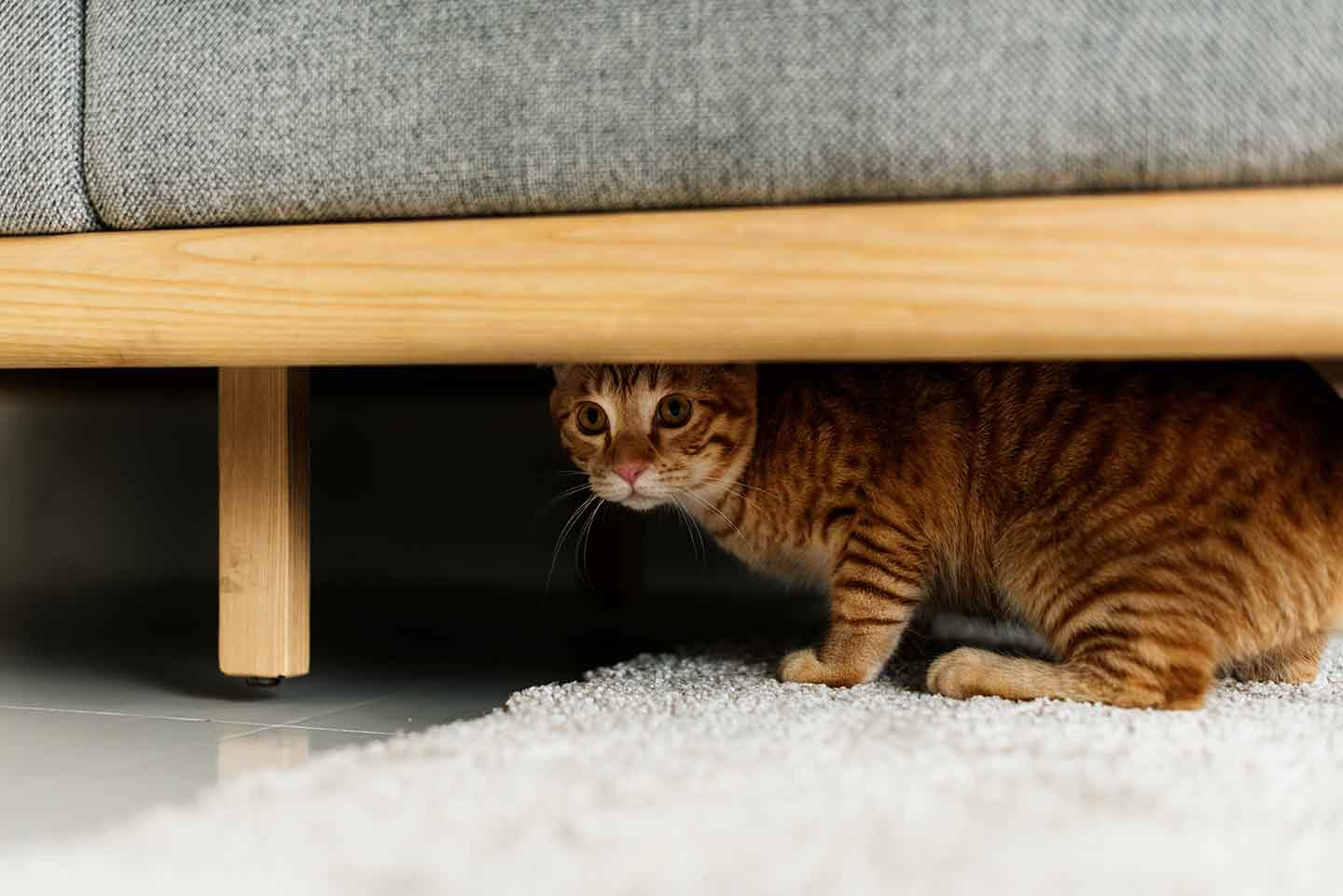 An orange cat hiding under a couch