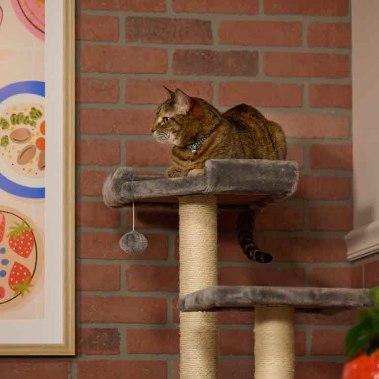 Photo of a cat sitting at the top of a cat tree
