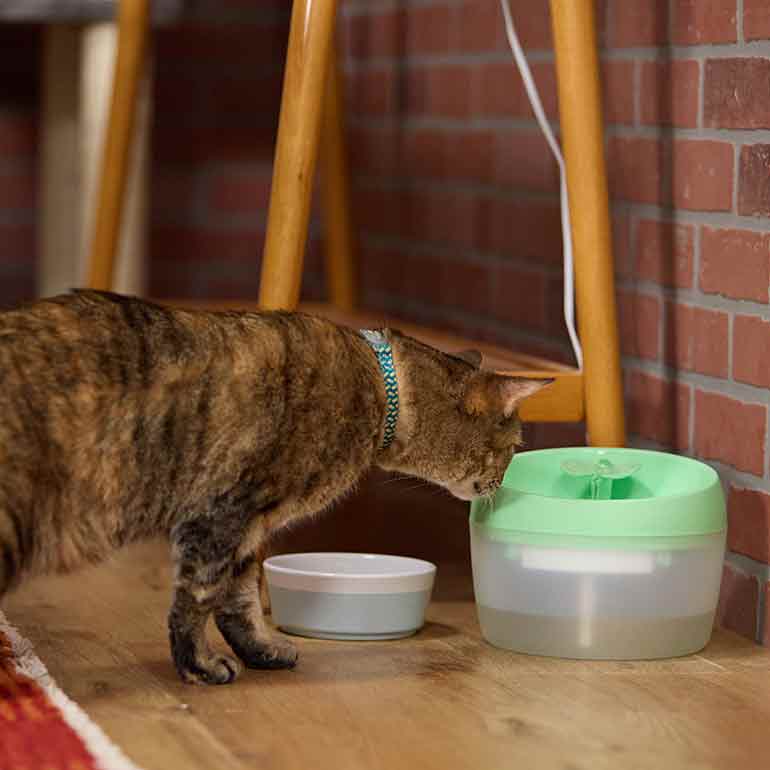 Photo of a cat drinking from a cat water fountain