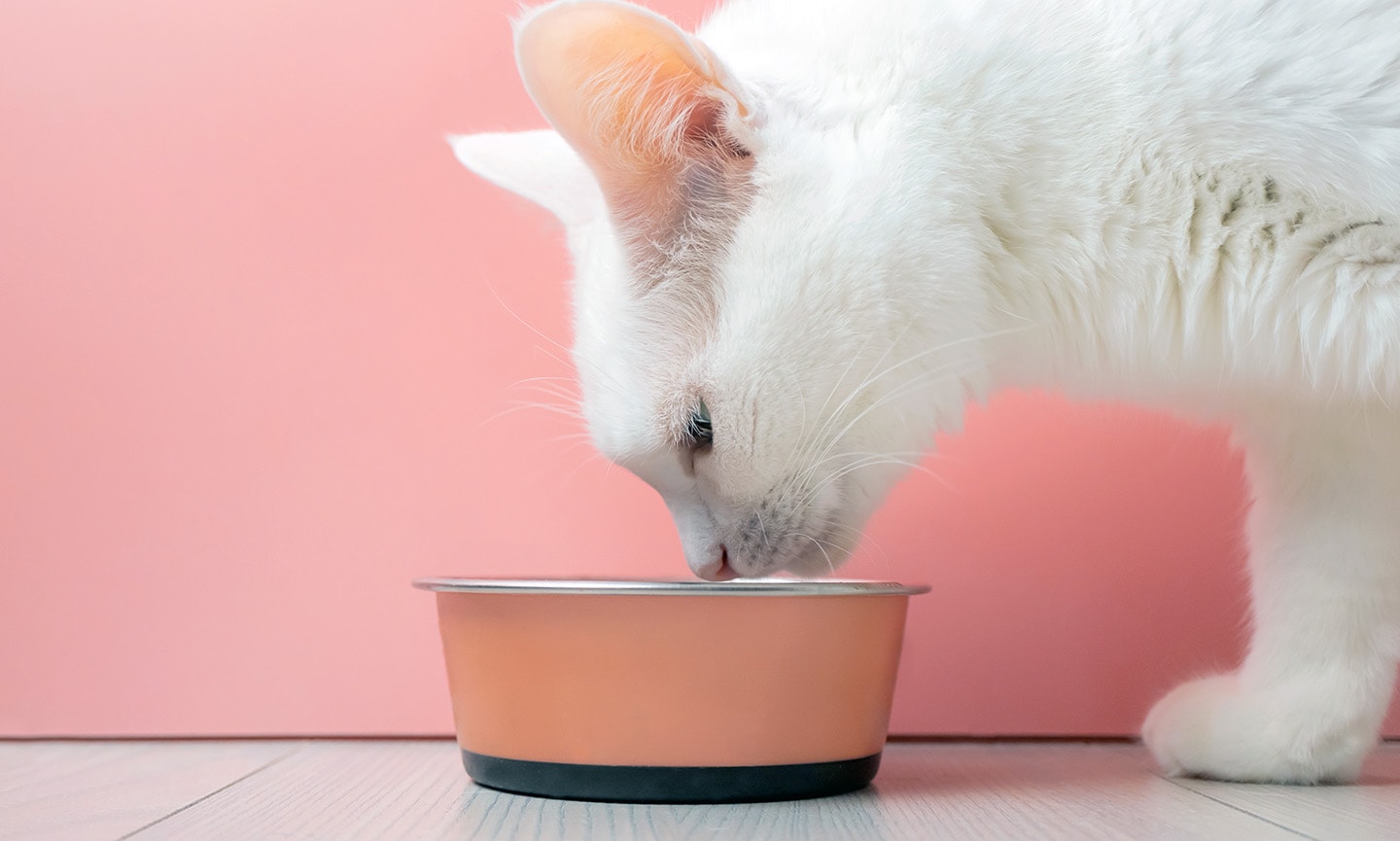 Old cat outlet eating litter