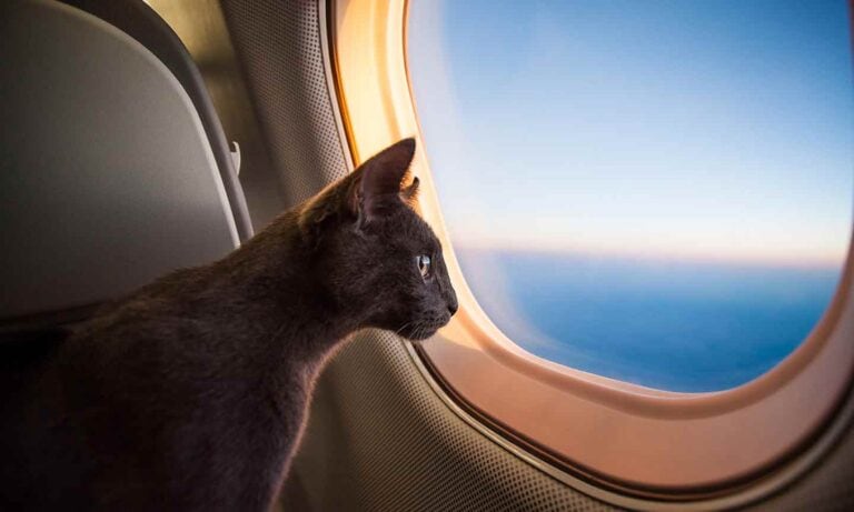 Photo of a cat looking out an airplane window