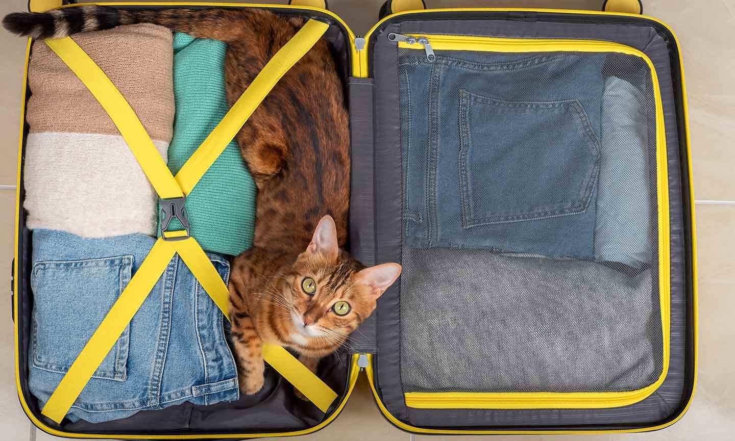 Photo of a cat laying in a packed suitcase