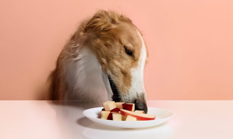 Can french bulldogs eat apples sale