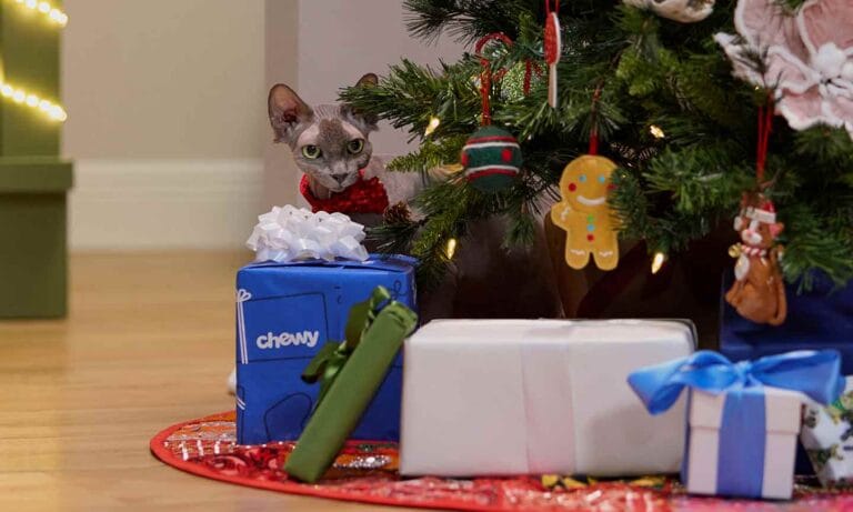 Photo of a cat sitting beneath a Christmas tree, surrounded by gifts