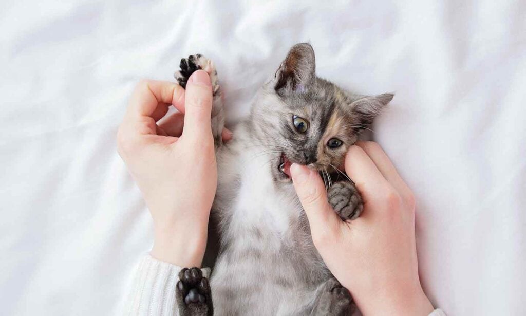 How to Play With a Kitten