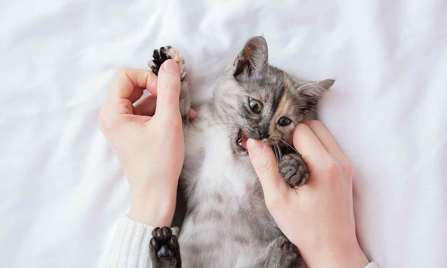 How To Stop a Kitten From Biting (And Why It Happens) | BeChewy