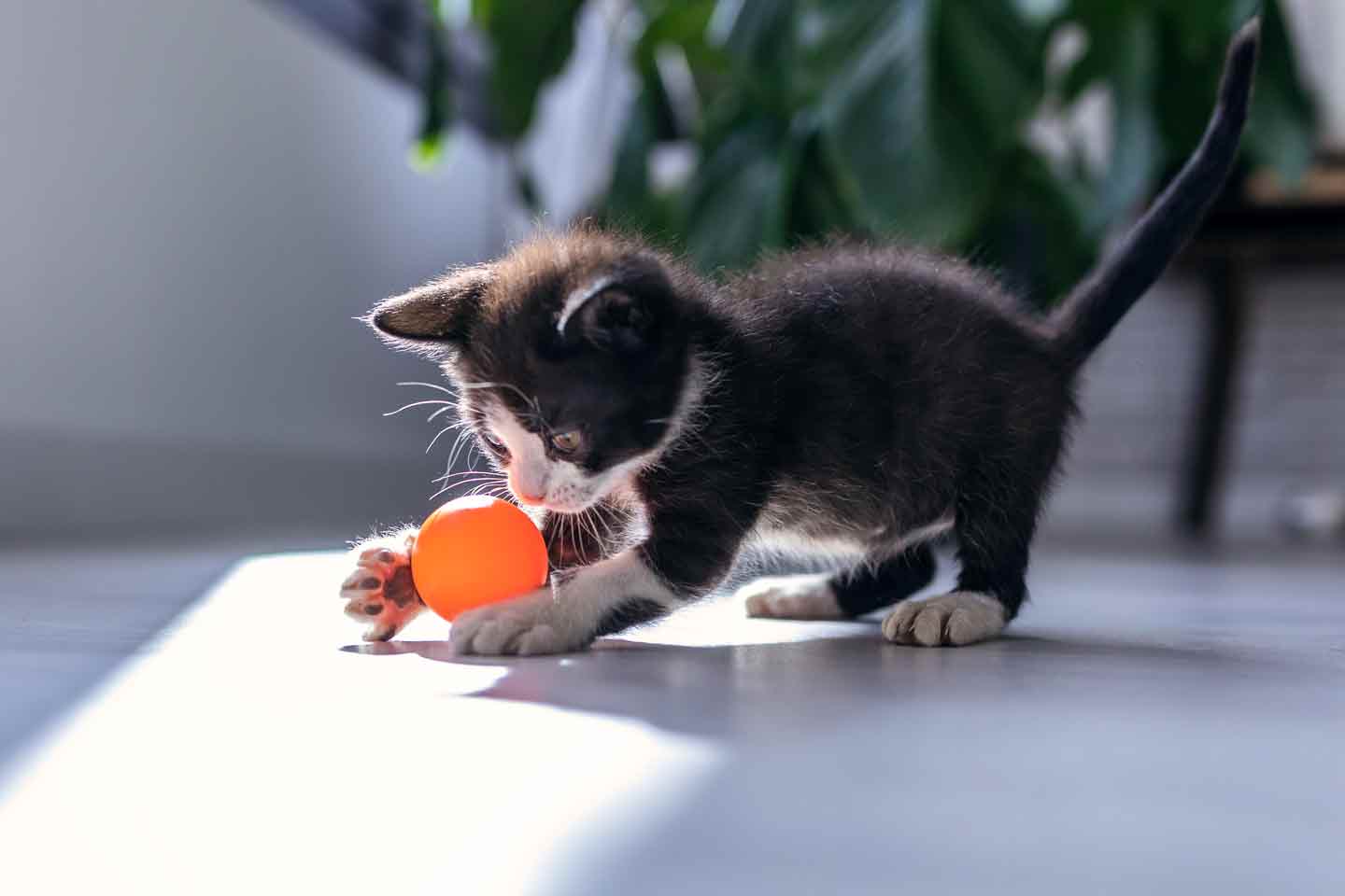 Photo of a kitten playing with a ball