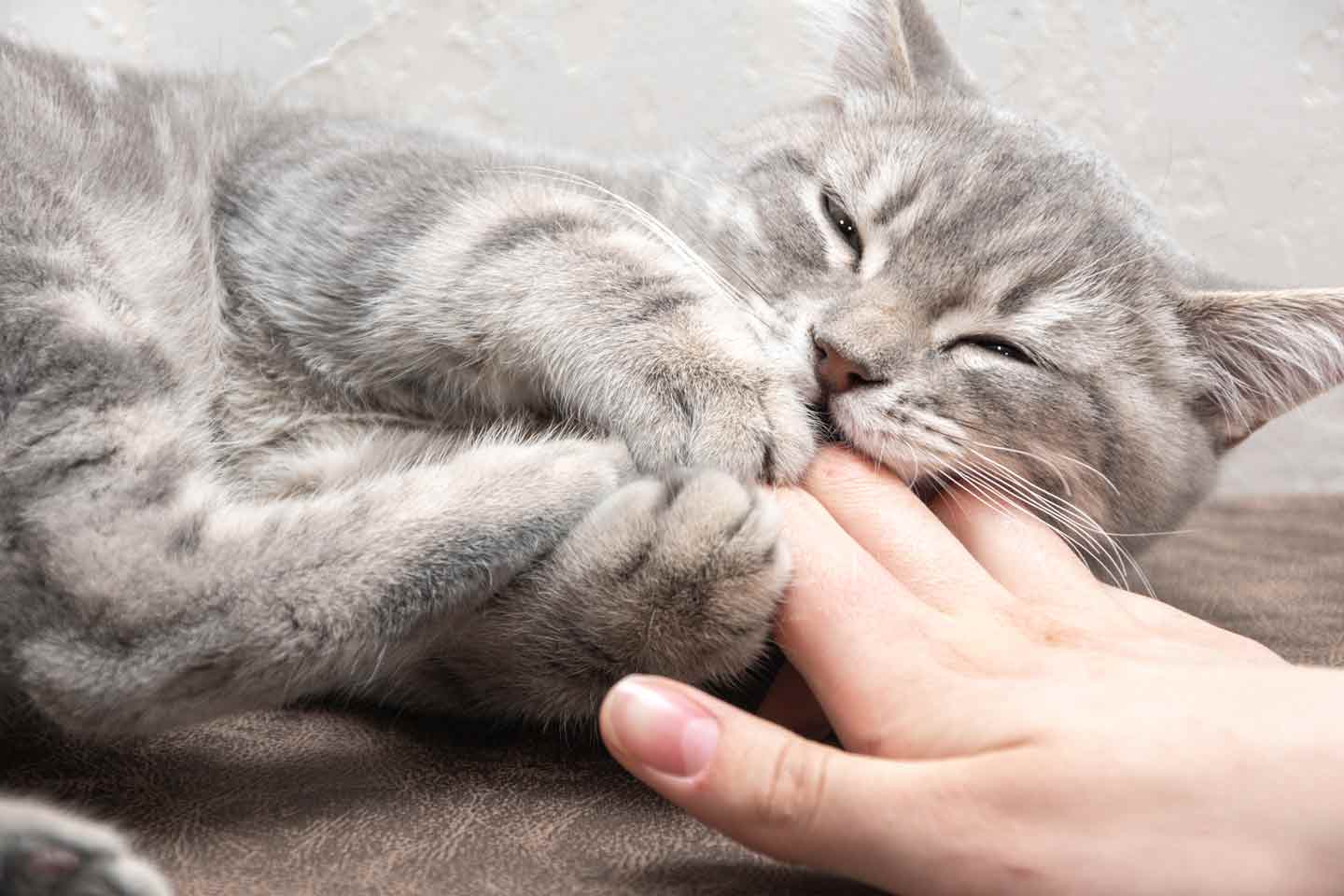 Photo of a kitten playfully biting a person's hand