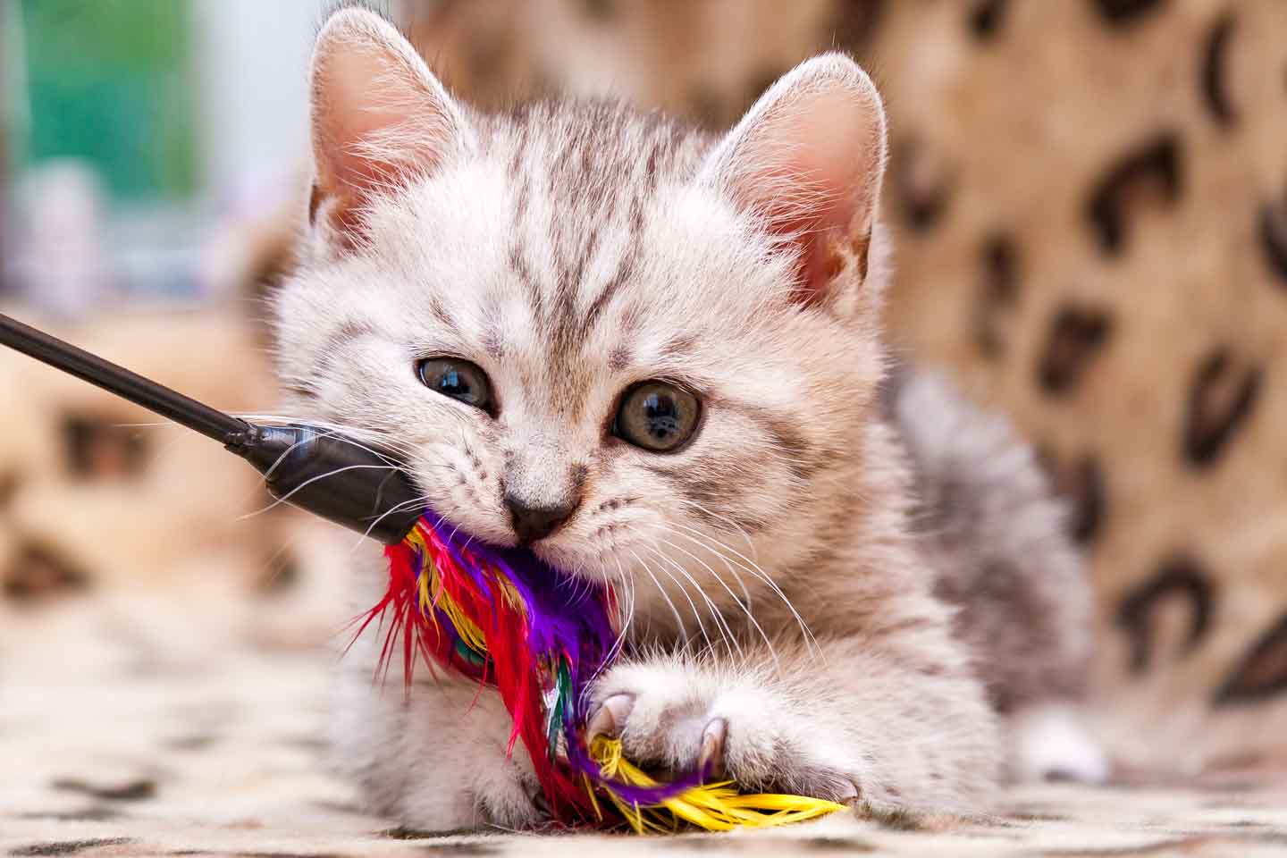 Photo of a kitten playing with a wand toy