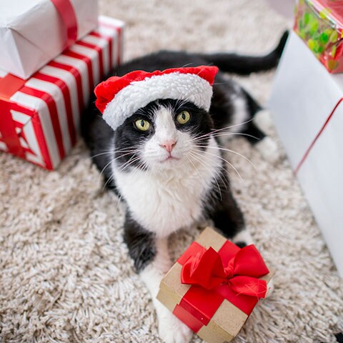 holidays with pets survey - cat with lots of gifts