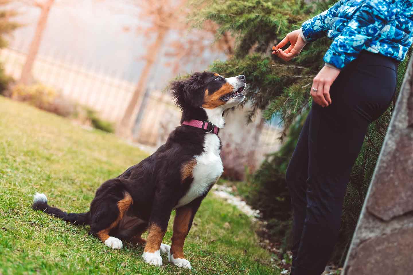 Photo of a woman giving a dog a treat