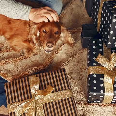 holidays with pets - dog with many gifts