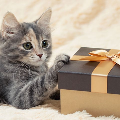 holidays with pets - kitten with gift