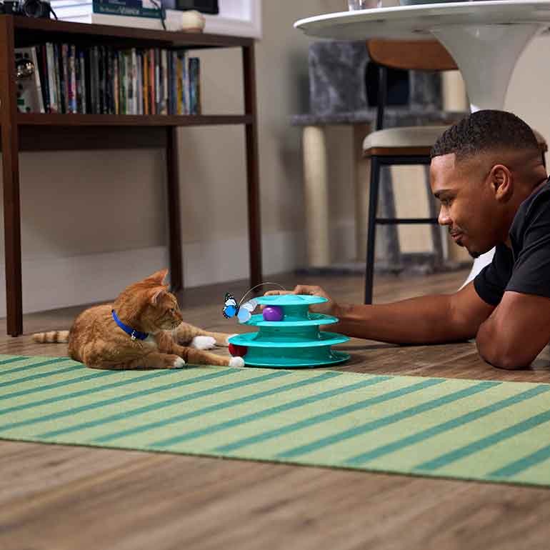 Photo of a man watching a cat play with a toy