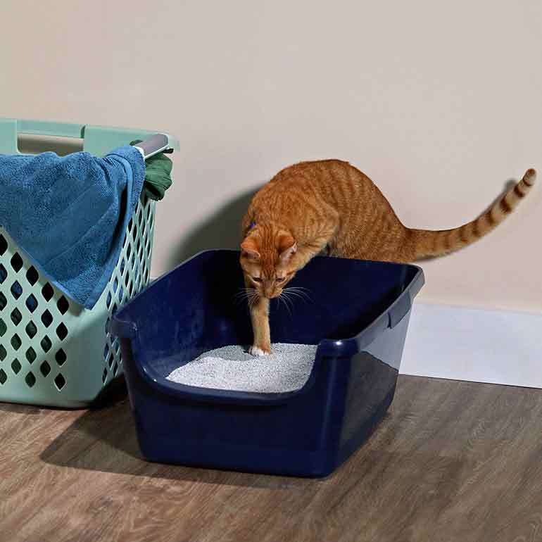 Photo of a cat stepping into a litter box