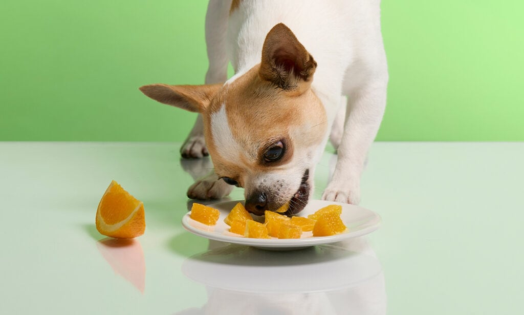 https://media-be.chewy.com/wp-content/uploads/2023/11/16171932/can-dogs-eat-oranges-1-1024x615.jpg