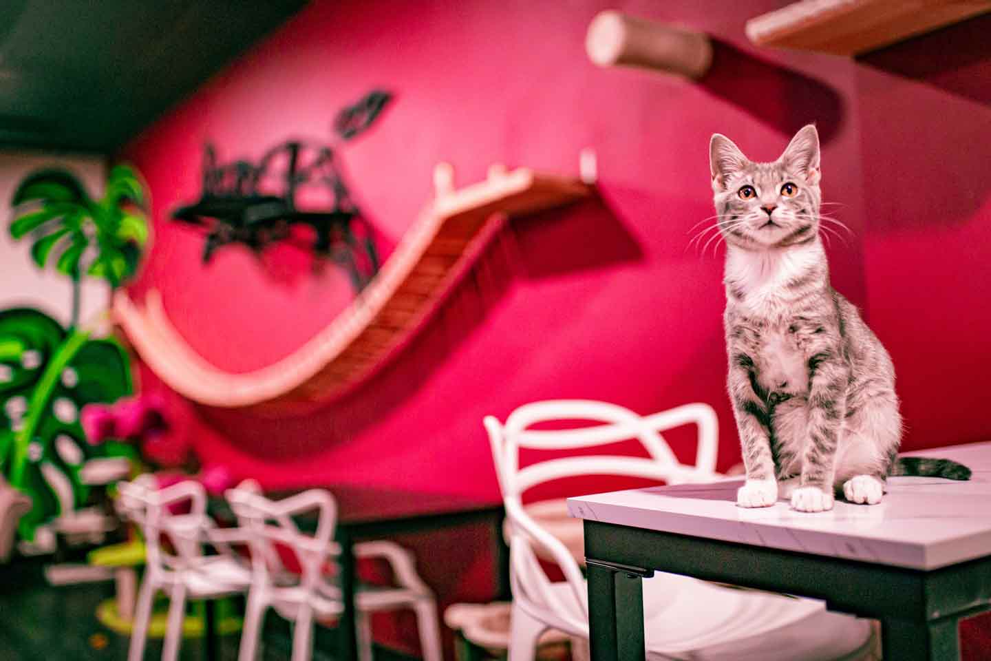 12 Best Cat Cafes in the US for Kitty Cuddles and Coffee