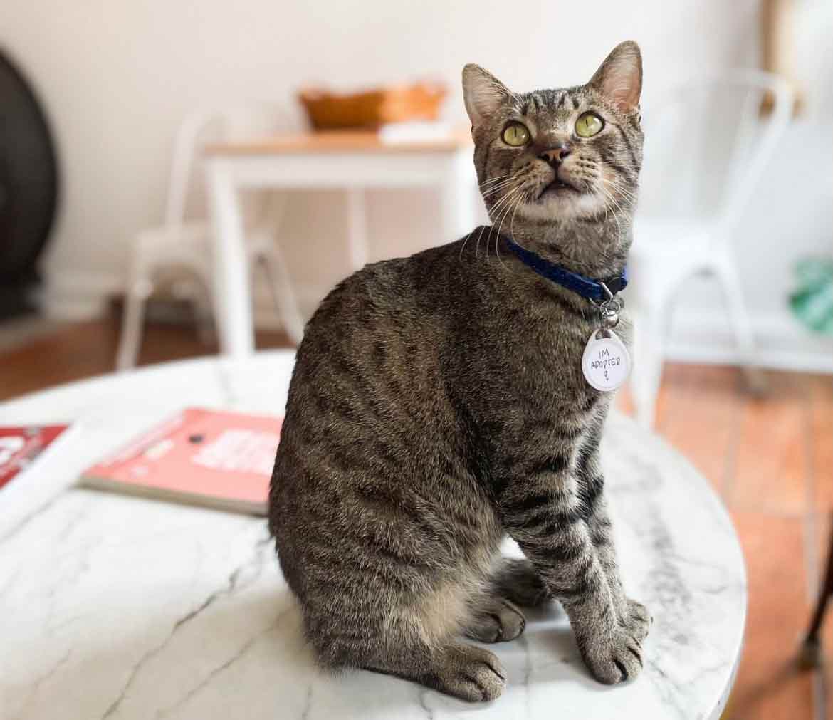 Adopt — Koneko Cat Cafe