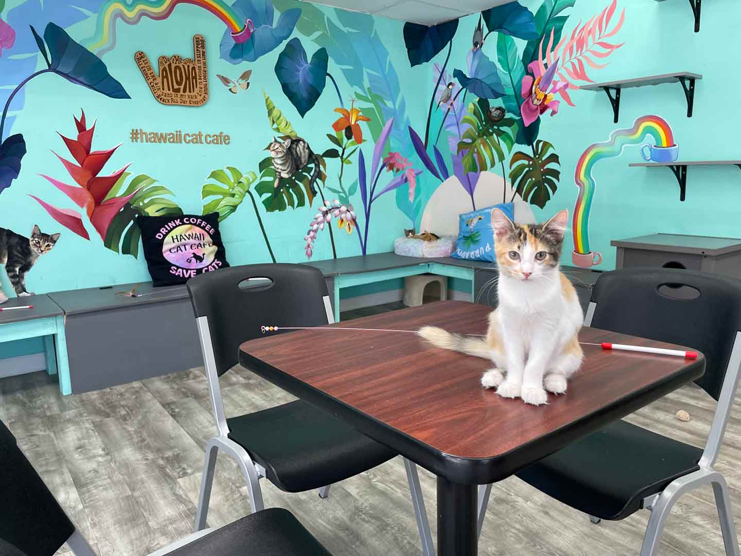Houston Cat Café