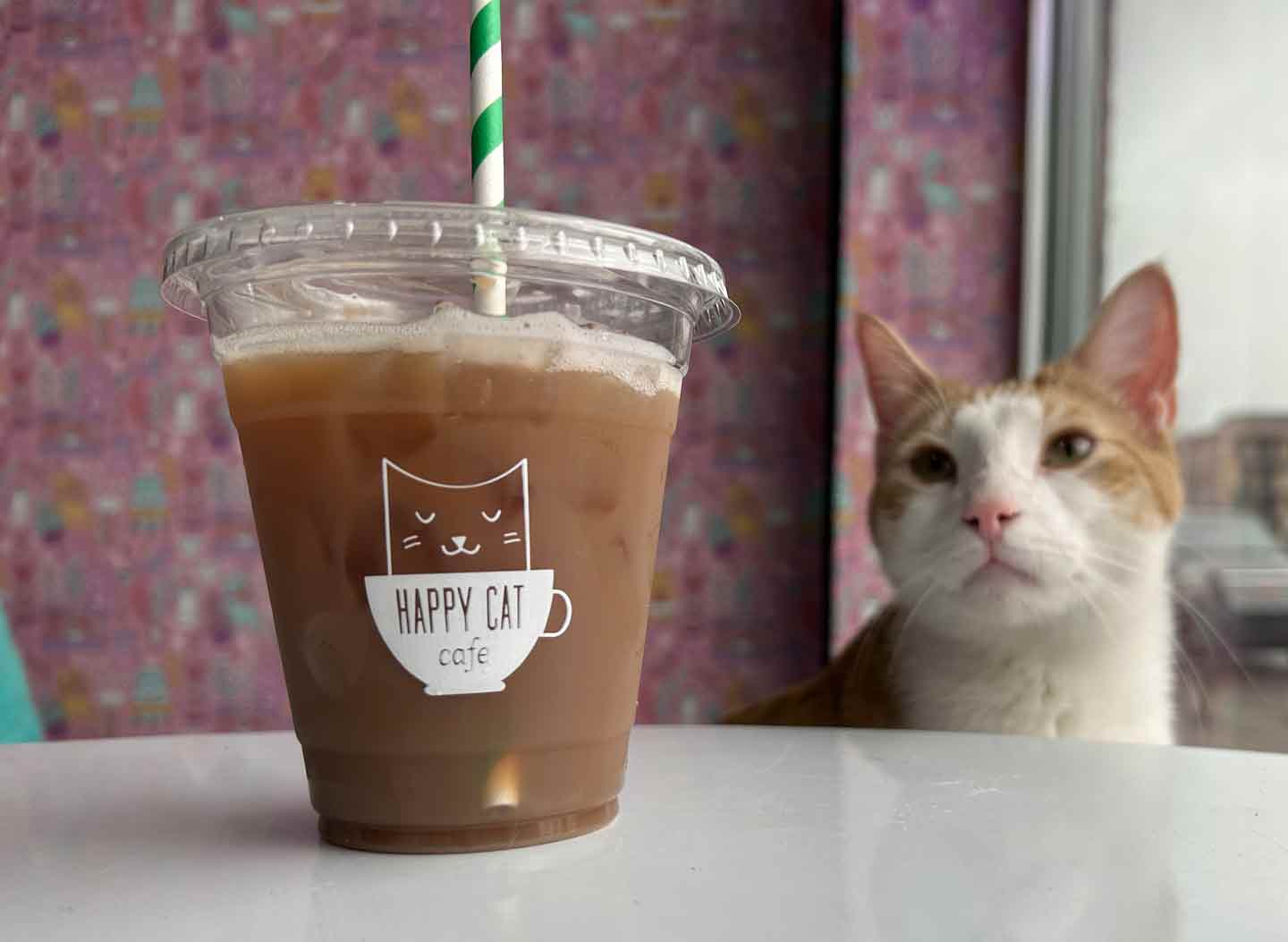 Visit — NAUGHTY CAT CAFE
