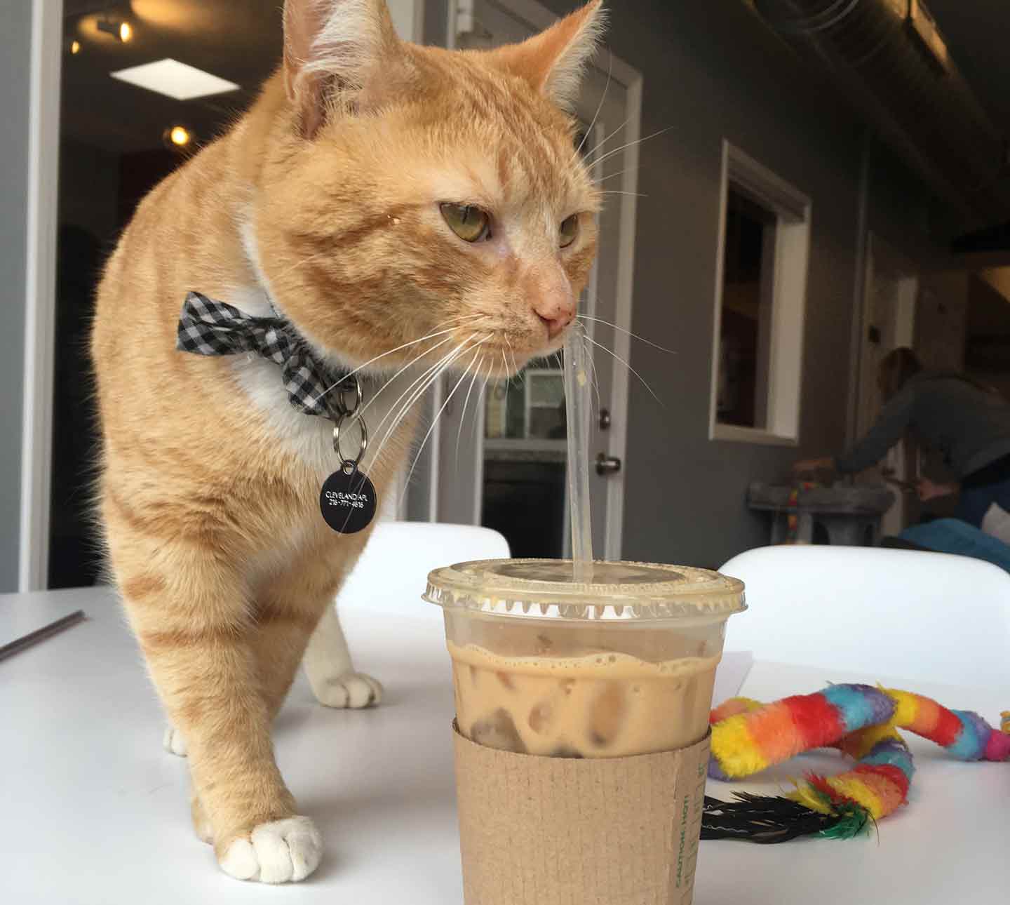 The Cats - affoGATO Cat Café