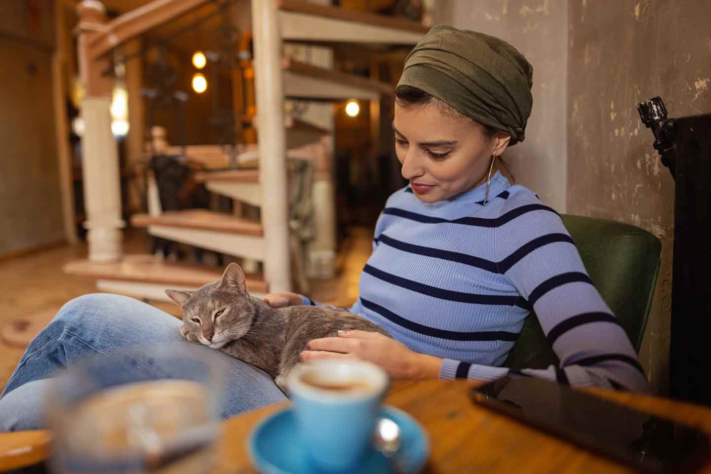 The Cats - affoGATO Cat Café