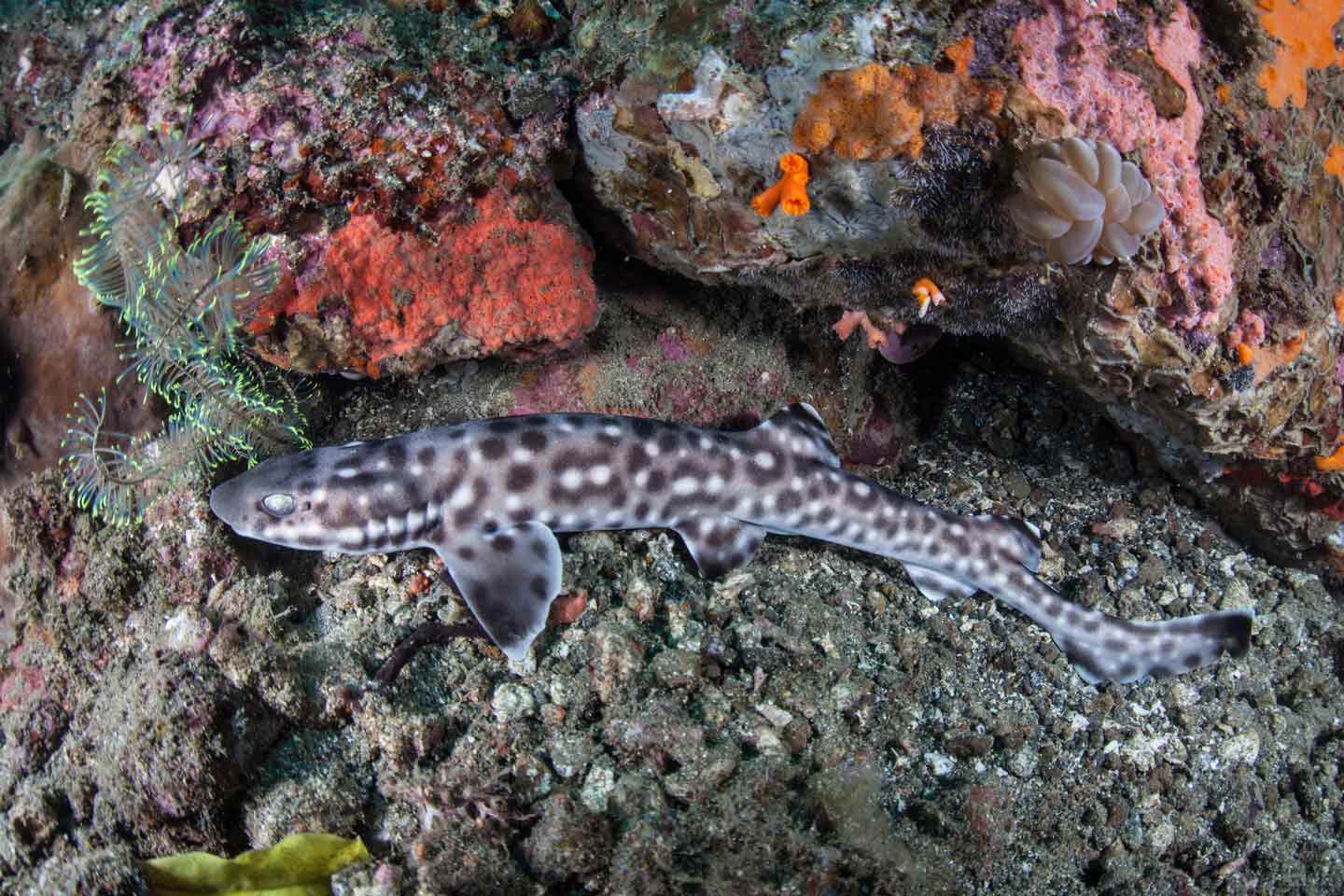 Photo of a coral catshark